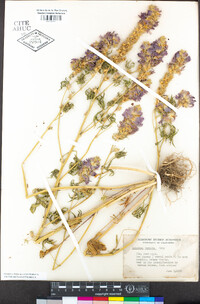 Sidalcea hirsuta image