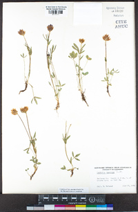 Trifolium longipes image