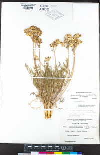 Lomatium caruifolium var. caruifolium image