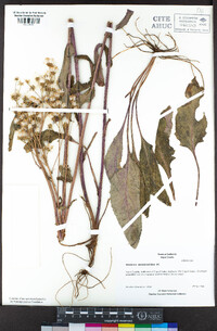 Senecio aronicoides image