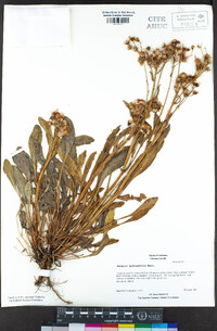 Senecio hydrophilus image