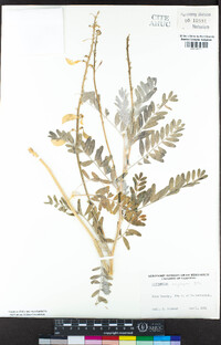 Astragalus oxyphysus image