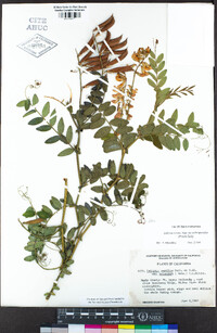 Lathyrus vestitus var. ochropetalus image