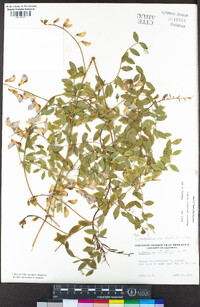 Lathyrus vestitus var. vestitus image