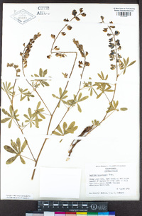 Lupinus andersonii image