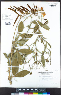 Lathyrus latifolius image