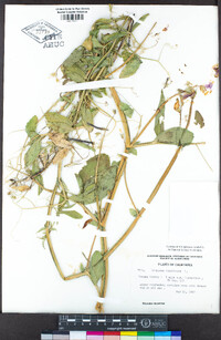 Lathyrus tingitanus image