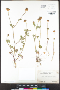 Trifolium ciliolatum image