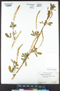 Melilotus officinalis image