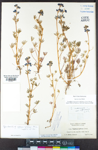 Lupinus nanus image