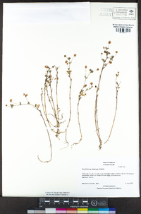 Trifolium dubium image