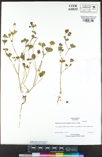 Trifolium gracilentum image