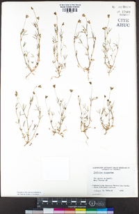 Trifolium oliganthum image