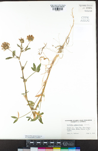 Trifolium obtusiflorum image