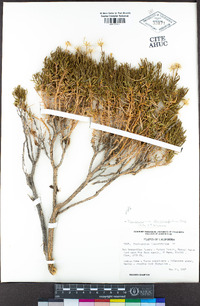 Ericameria linearifolia image