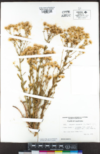 Erigeron inornatus image