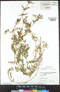 Vicia sativa subsp. nigra image