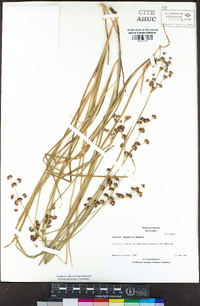 Juncus oxymeris image