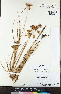 Bolboschoenus glaucus image