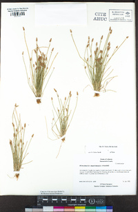 Eleocharis engelmannii image