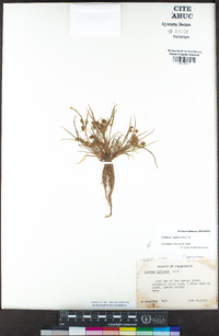 Cyperus squarrosus image