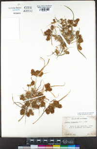 Cyperus erythrorhizos image