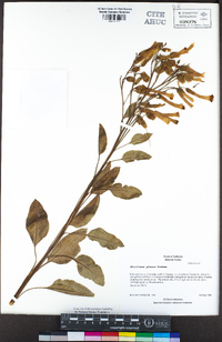 Nicotiana glauca image