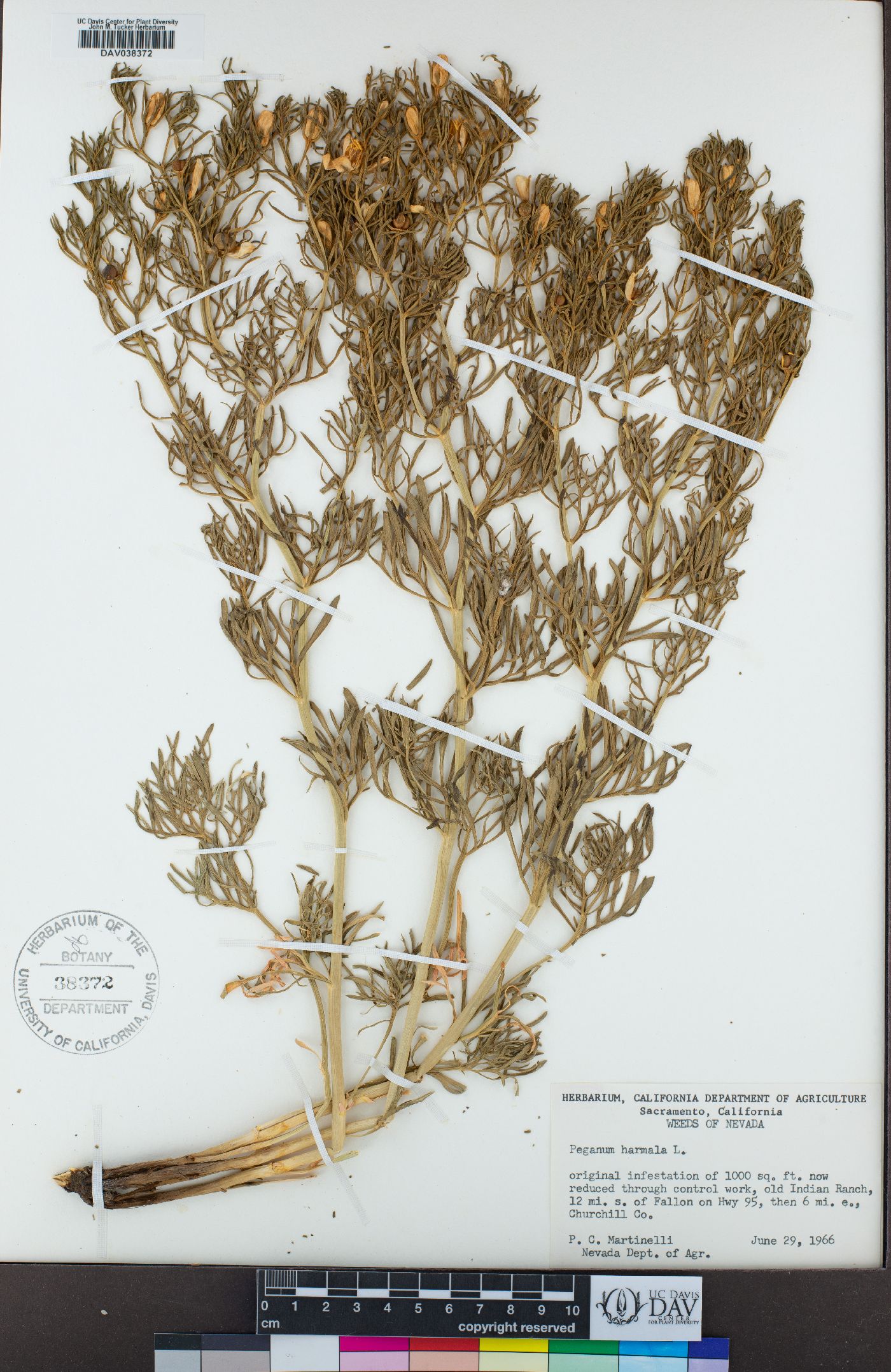 Nitrariaceae image
