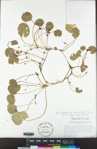 Hydrocotyle verticillata image