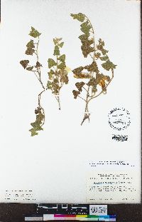 Calystegia malacophylla image