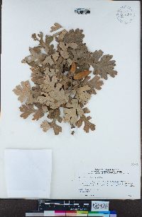 Quercus lobata image