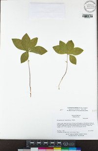 Lysimachia latifolia image