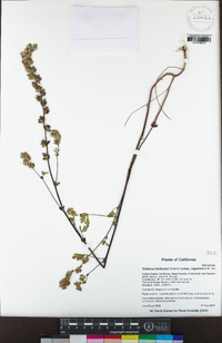 Sidalcea hickmanii subsp. napensis image