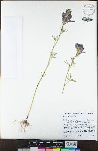 Sidalcea hirsuta image