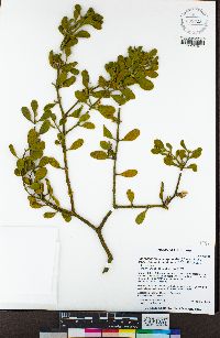 Phoradendron leucarpum subsp. tomentosum image