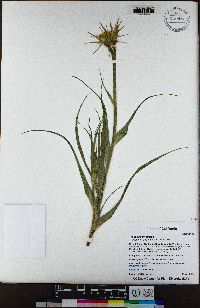 Tragopogon dubius image