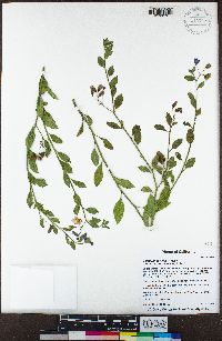 Solanum parishii image