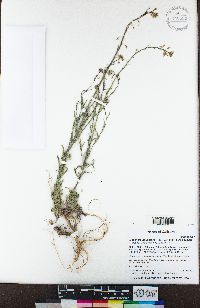 Boechera pauciflora image