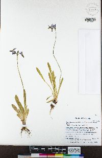 Primula tetrandra image