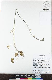 Lithophragma heterophyllum image