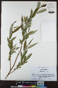 Salix laevigata image