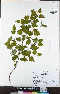 Neviusia cliftonii image