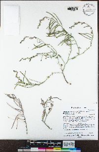 Streptanthus brachiatus image