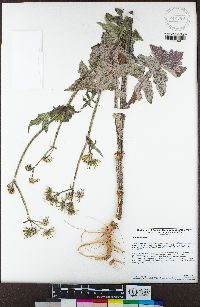 Sonchus oleraceus image