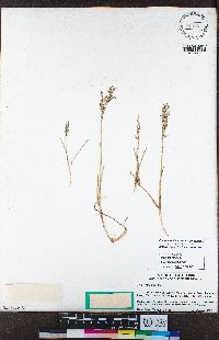 Poa pratensis image