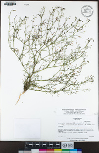 Navarretia linearifolia image