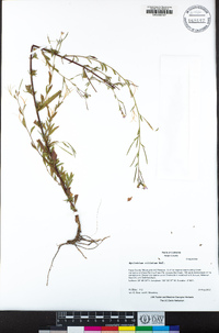 Epilobium ciliatum image