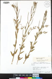 Epilobium ciliatum subsp. ciliatum image