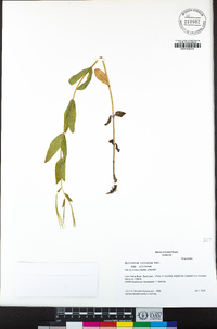 Epilobium ciliatum subsp. ciliatum image