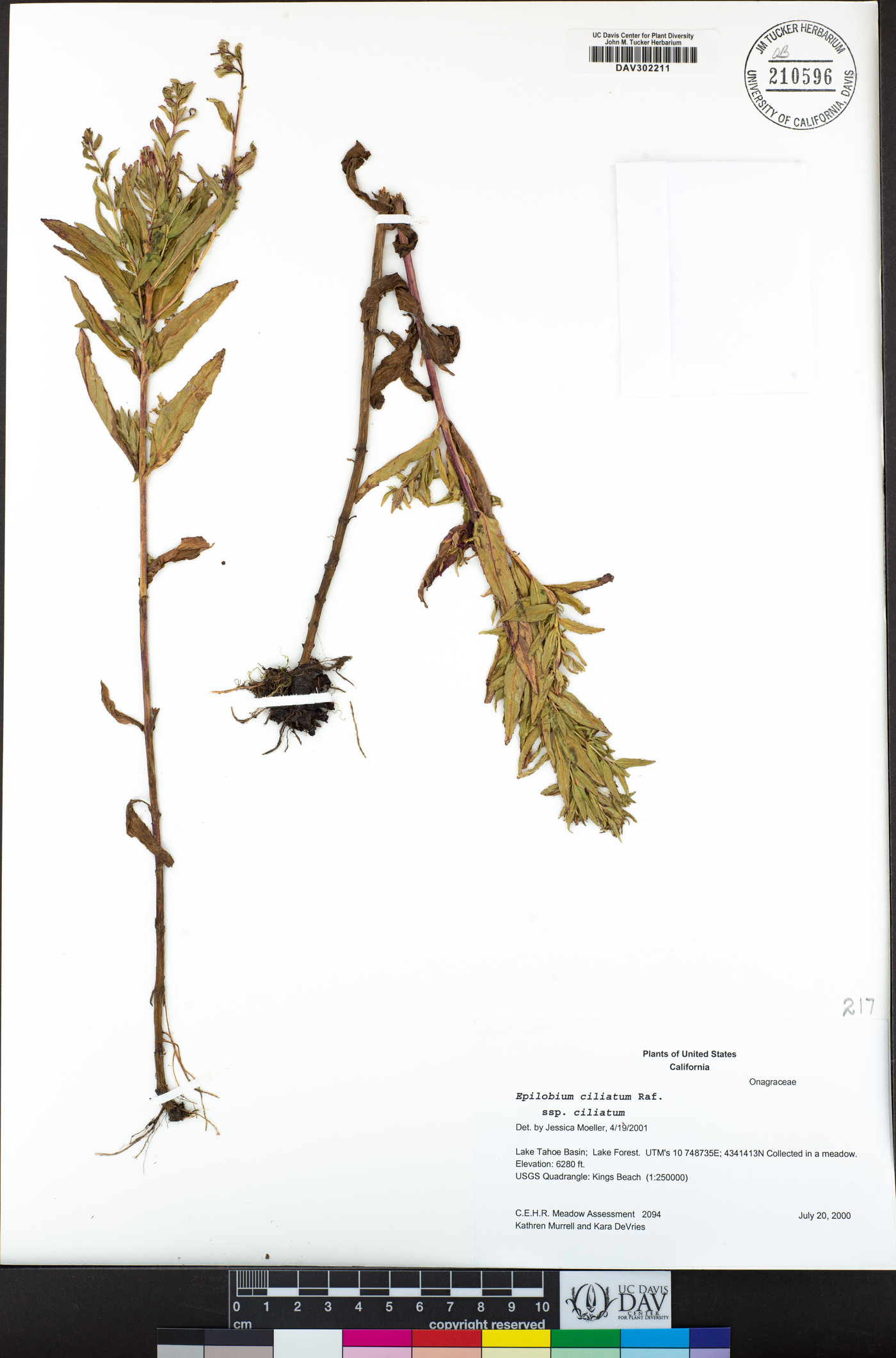 Epilobium ciliatum image